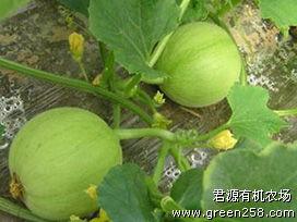 甜瓜乐园爆料君最新版,独家爆料,精彩内容抢先看! 第1张 甜瓜乐园爆料君最新版,独家爆料,精彩内容抢先看! 第1张